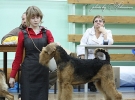 Подготовка и показ собак на выставках СПб