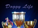 услуги хендлера «Doggy Life»,СПб