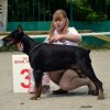 МОНОпородная выставка собак породы Доберман