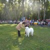 Региональная выставка собак всех пород ранга САС КЧФ РФСС