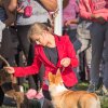 20 сентября 2014, Тула, Региональная выставка собак всех пород КЧФ РФСС ТГОО Любителей Собак "А'Элита"