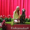 22 и 23 марта Интернациональная выставка собак всех пород "Евразия-2014"