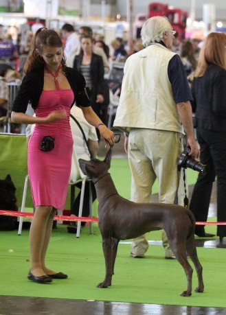 World Dog Show 2011