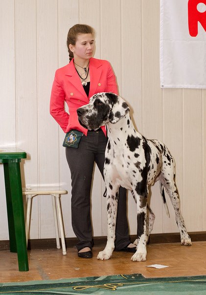 «DOG SHOW-2014»