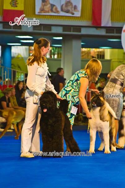Euro Dog Show в Румынии