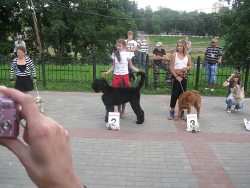Выставки собак всех пород прошедшие в Белорусии в 2011 году