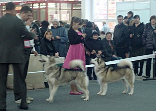 CACIB Нижний Новгород 2012