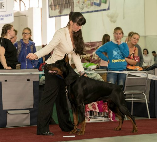 Международная выставка собак (CACIB) «Кубок Дружбы 2015»