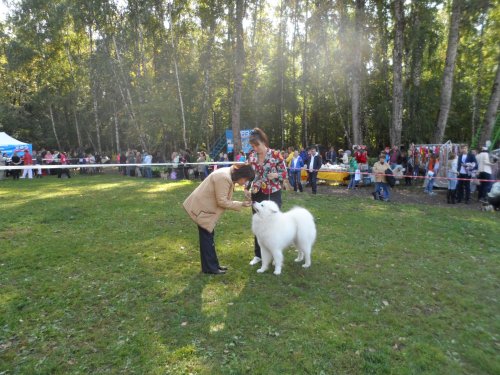 Региональная выставка собак всех пород ранга САС КЧФ РФСС