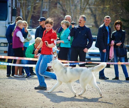 СЕВЕРНЫЕ ЕЗДОВЫЕ СОБАКИ