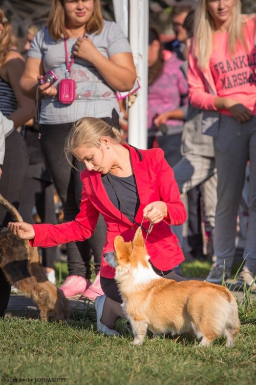 20 сентября 2014, Тула, Региональная выставка собак всех пород КЧФ РФСС ТГОО Любителей Собак "А'Элита"